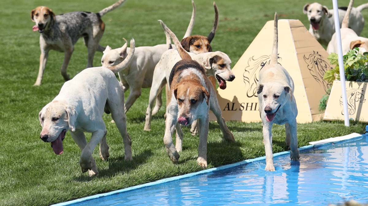 The Longines Royal International Horse Show The Longines Royal International Horse Show