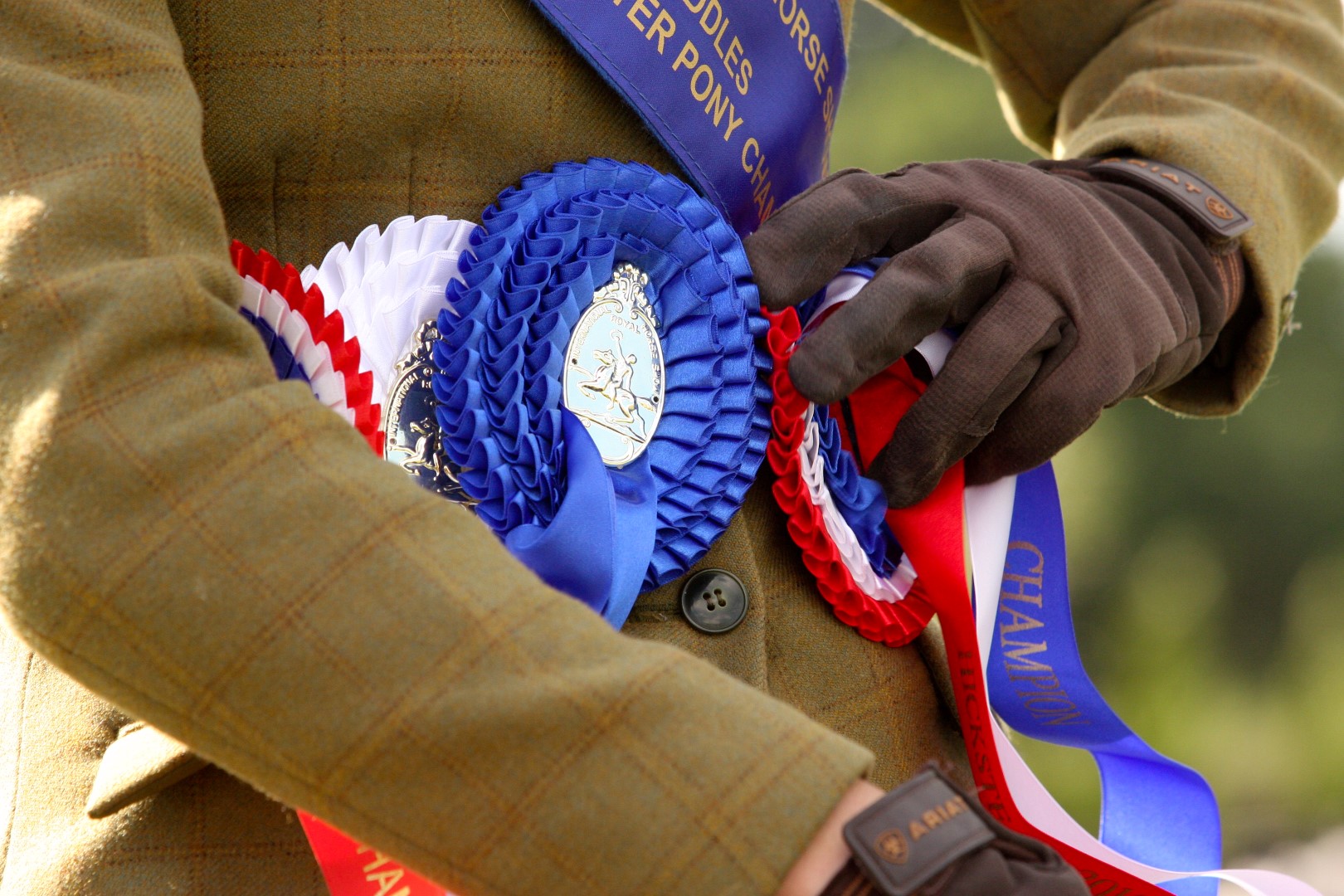 Rosettes won at the RIHS 2014 (c) Samantha Lamb (Large).JPG